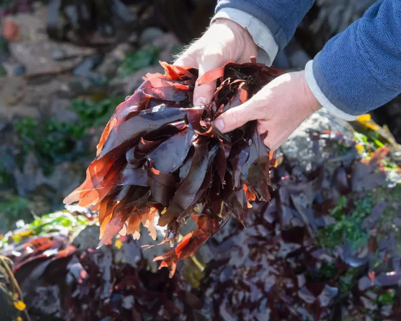 The Wild Plant Diet: Boost Your Gut Health with 30+ Varieties Weekly