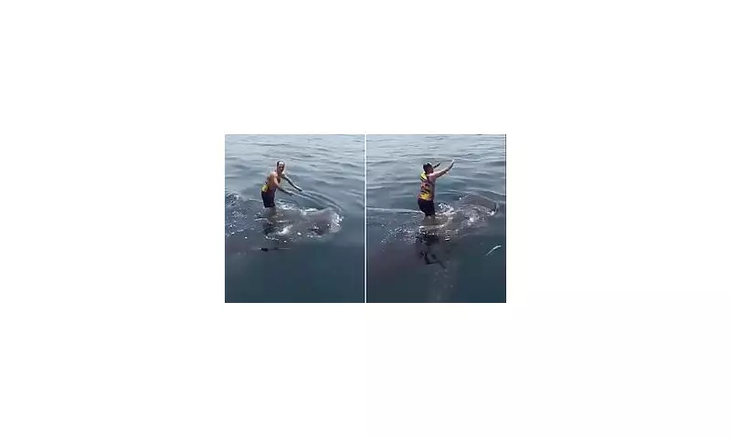 Thrill-Seeker's Reckless Leap: Shocking Moment Tourist Jumps on Endangered Whale Shark in Cebu