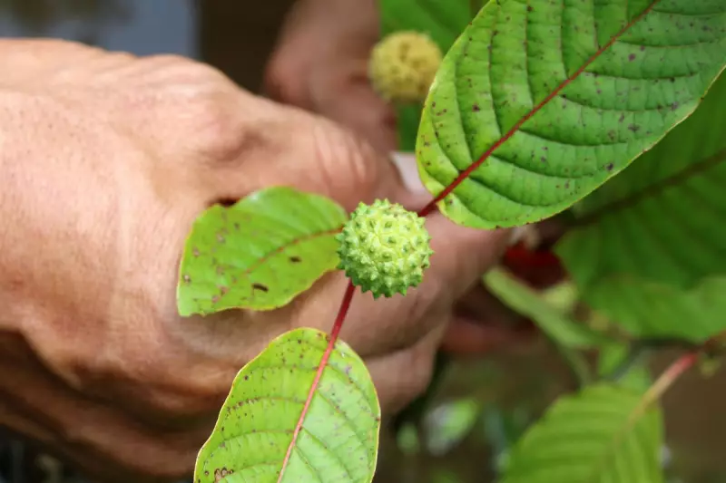 TikTok Warning: 'Feel Free' Drink Containing Kratom Raises Serious Health Concerns