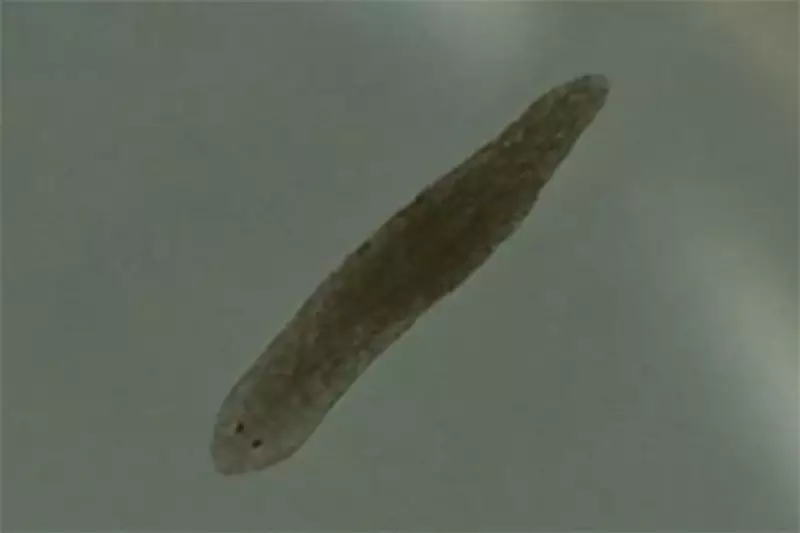 Tiny Flatworms Could Hold the Key to Treating Schizophrenia and Drug Addiction
