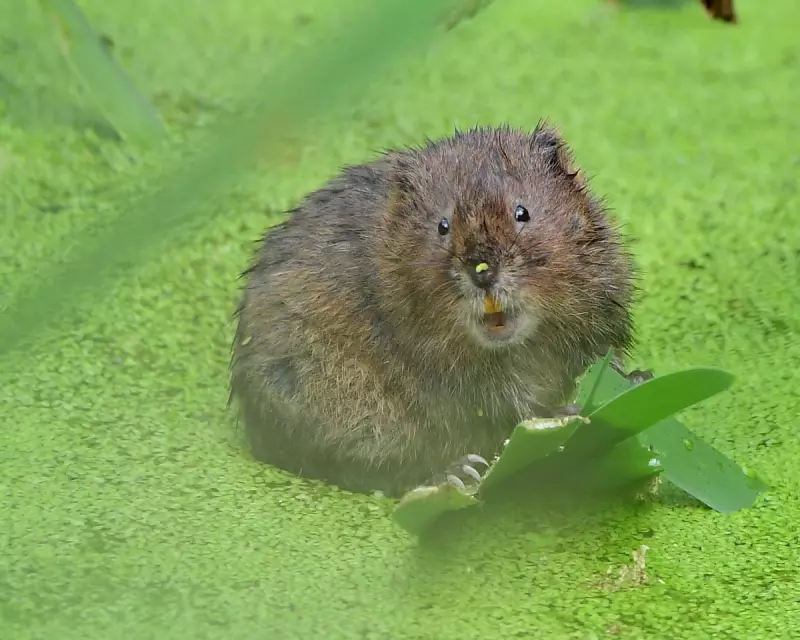 Tony Juniper Calls for Collective Action to Save England's Wildlife