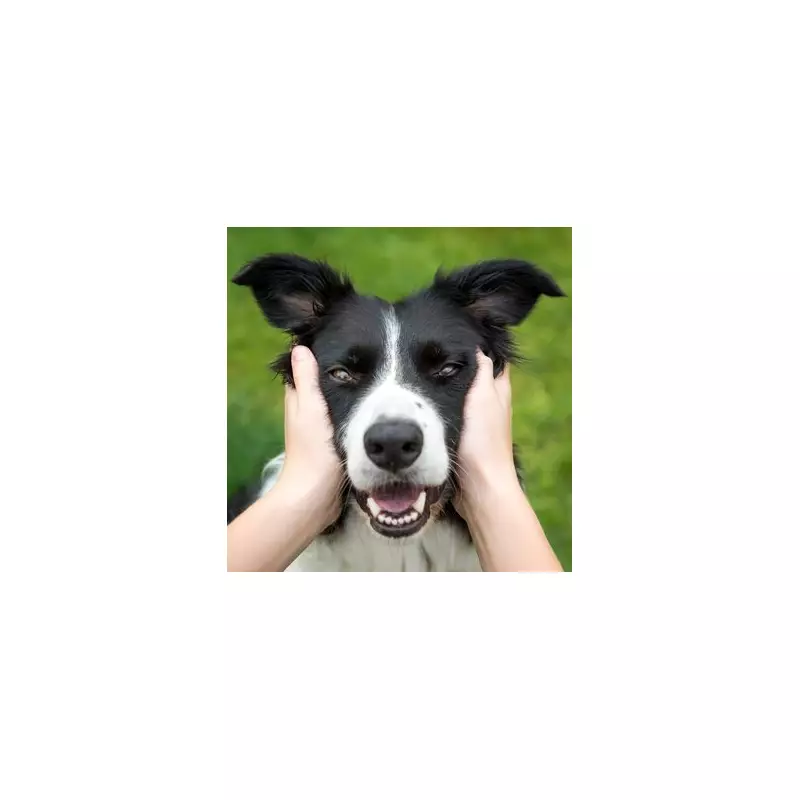 Top 5 Dog Breeds That Are Hardest to Train – Expert Reveals the Challenges