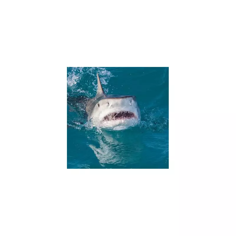 Tourist Airlifted to Hospital After Terrifying Bison Attack in US National Park