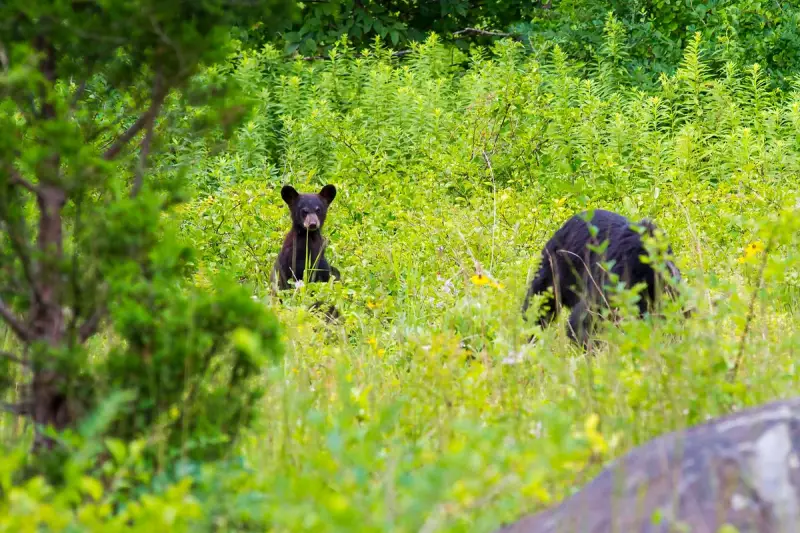 Tourist Fined for Feeding Bear in Great Smoky Mountains – A Dangerous Mistake