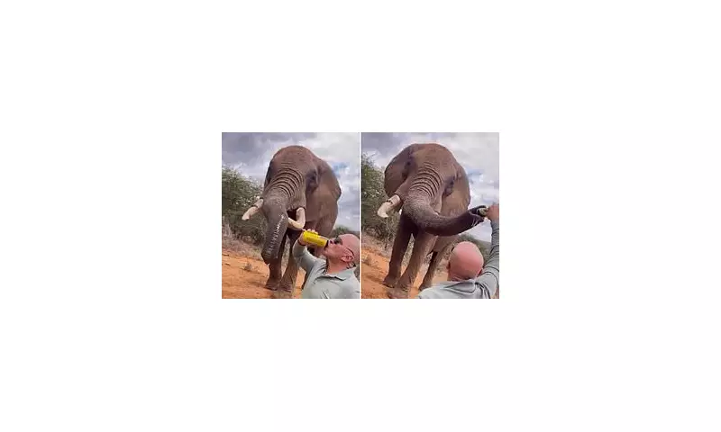 Tourist's Shocking Act: Elephant Served Beer in Kenyan Wildlife Park | Daily Mail