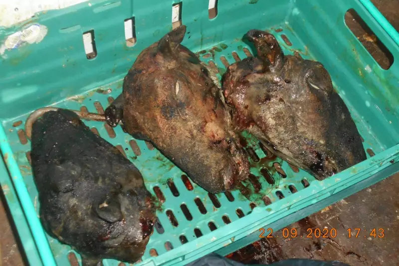 Trading Standards Officers Barred from London Court in Unprecedented Security Row