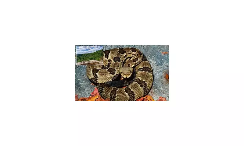 Tragic Hiker Dies After Venomous Snake Bite in Tennessee Wilderness