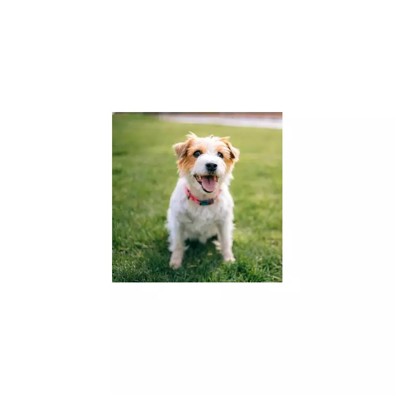 Transform Your Lawn With One Flower: The Simple Trick To Supercharge Biodiversity