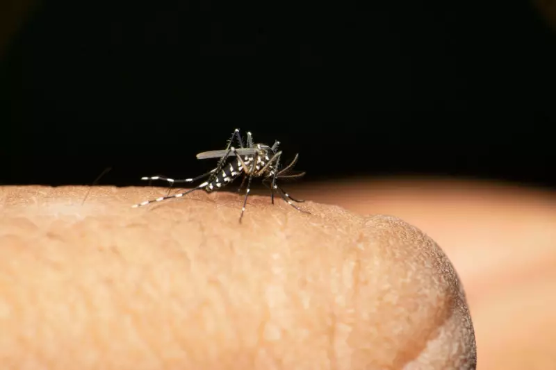 UK Faces New Health Alert as Asian Tiger Mosquito Spreads to England