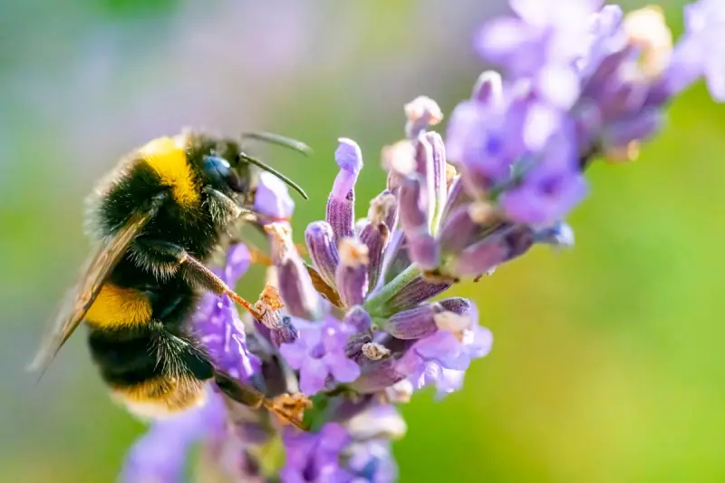 UK Honeybees Under Threat: Climate Change Puts Superfood Production at Risk