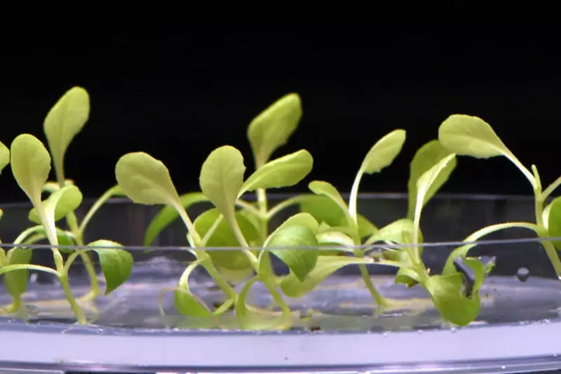 UK Scientists Pioneer Artificial Photosynthesis: Turning Sunlight Into Limitless Clean Fuel