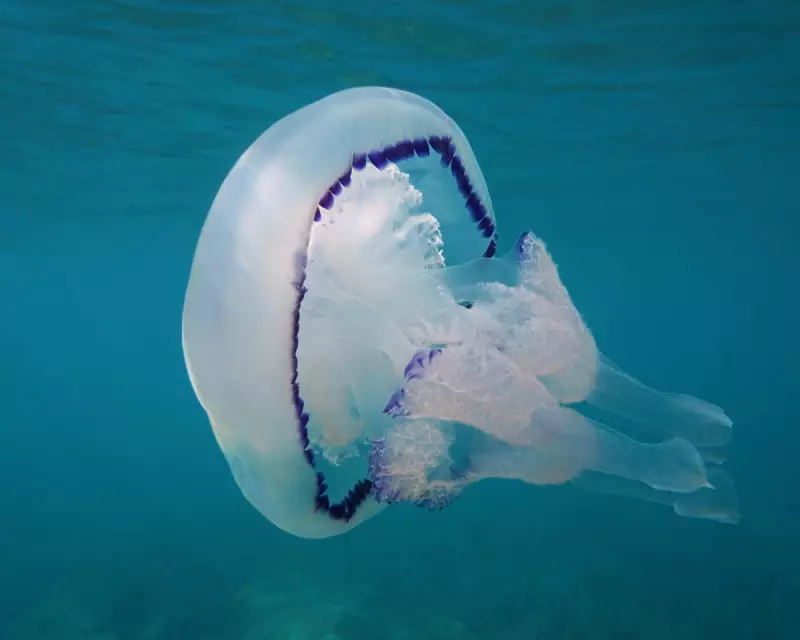 UK Seas Swarm with Unusually High Jellyfish Numbers – What's Behind the Surge?