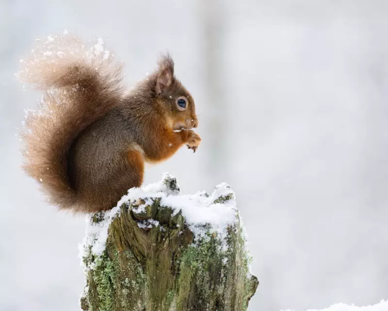 UK's Green Backtrack: Post-Brexit Environmental Rollback Puts Britain Behind EU Standards