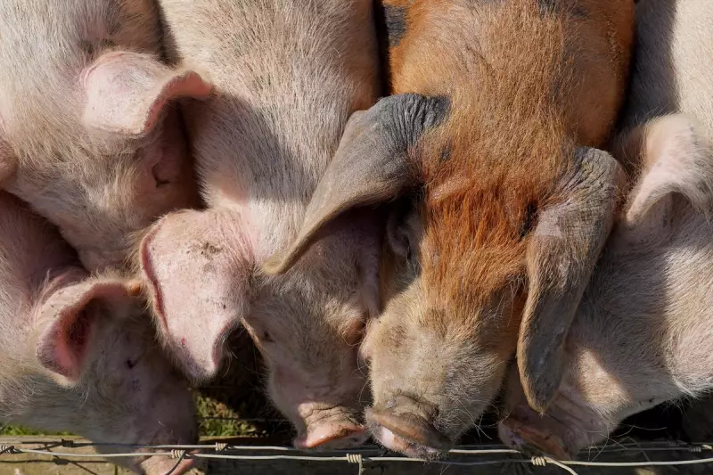UK's Pig & Poultry Farms Exposed: The Shocking Truth Behind River Pollution Crisis