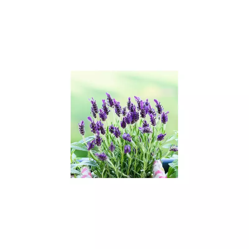 Unlock the Secret to Spectacular Lavender: The One Thing You MUST Do This September