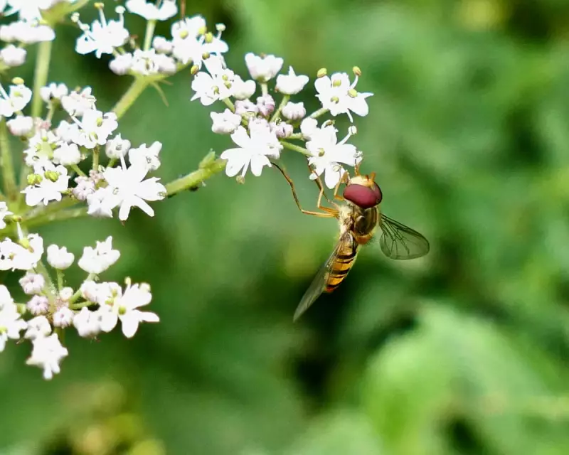 Urban Gardeners Unite: How Collaboration Can Save Moths and Hoverflies in Cities