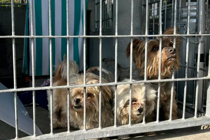US Animal Shelters Overwhelmed as Pets Abandoned Amid Immigration Raids