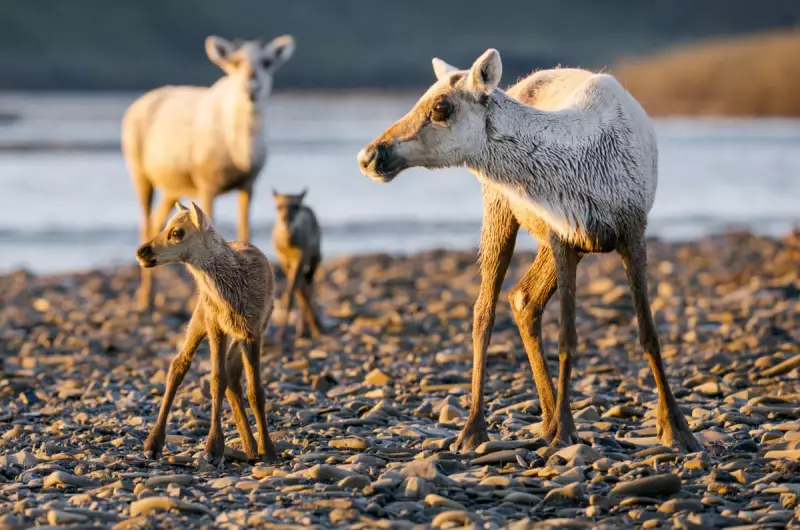 US Approves Controversial Oil Drilling Project in Alaska's National Petroleum Reserve