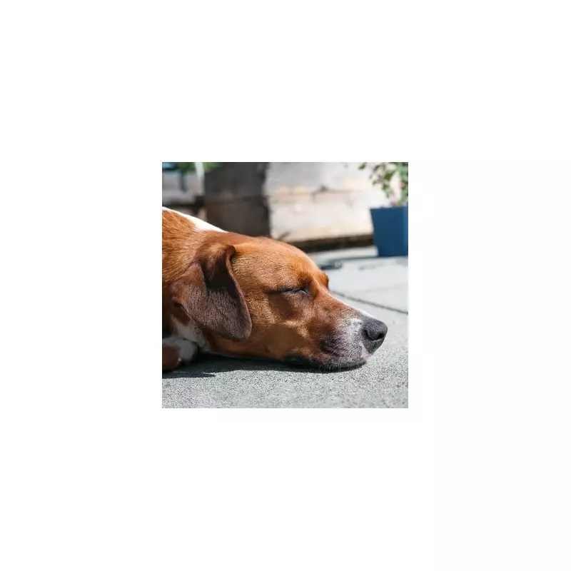 Vet Reveals 5 Things He'd Never Do With His Own Pets – Eye-Opening Advice!