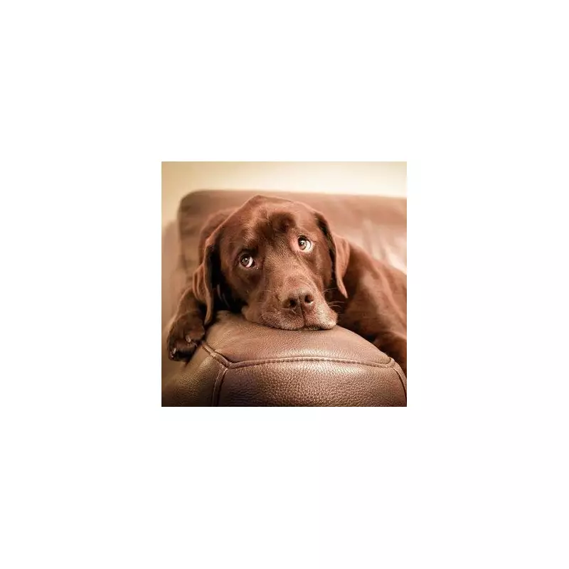 Vet Reveals the One Clear Sign Your Cat Trusts You Completely