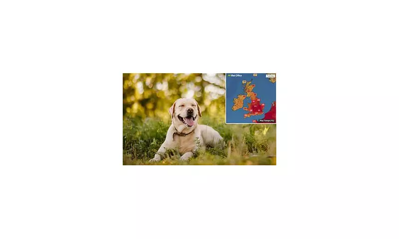 Vets Sound Alarm: Why Your Dog's 'Smile' Could Be a Sign of Serious Distress