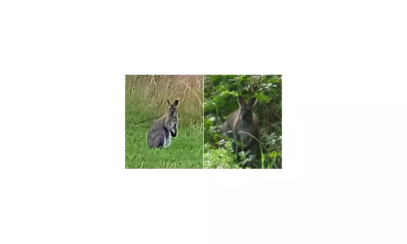 Wallaby on the Loose: Escaped Marsupial Spotted Bouncing Through English Countryside