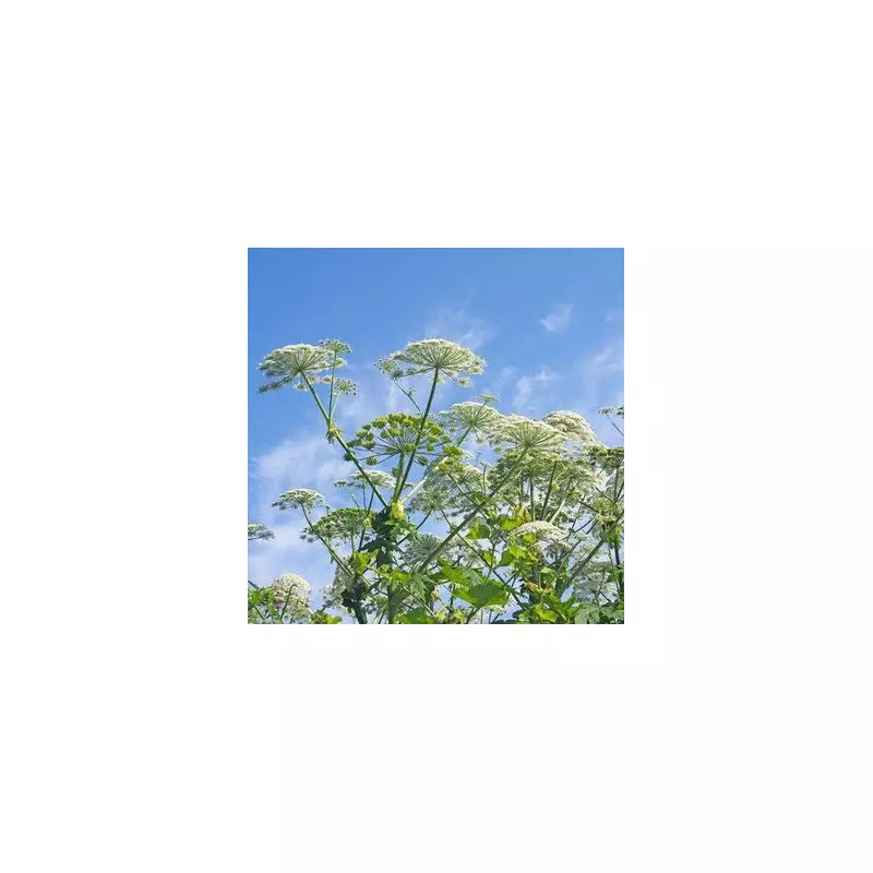 Warning Over Common UK Garden Plant That Can Cause Severe Burns and Blindness