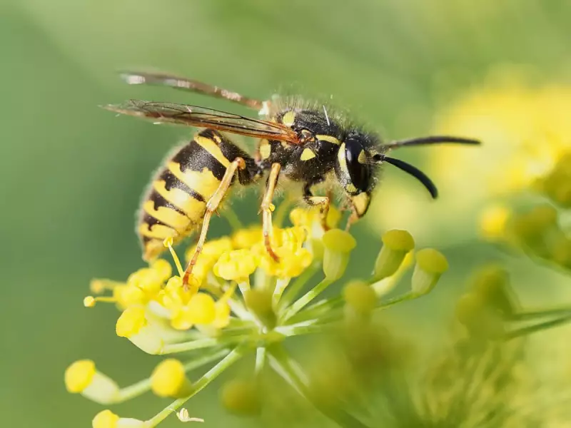 Wasp Invasion: UK Sees Soaring Numbers After Record Warm Spring