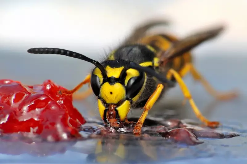 Wasp Sting First Aid: Expert Tips to Reduce Pain and Swelling