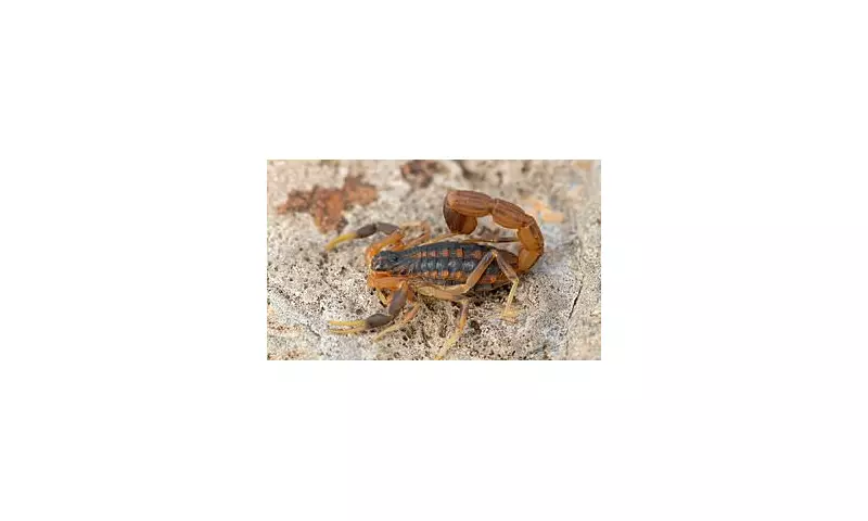 When Scorpions Were the Size of Dogs: The Fascinating Story of CO₂ and Earth's Ancient Climate