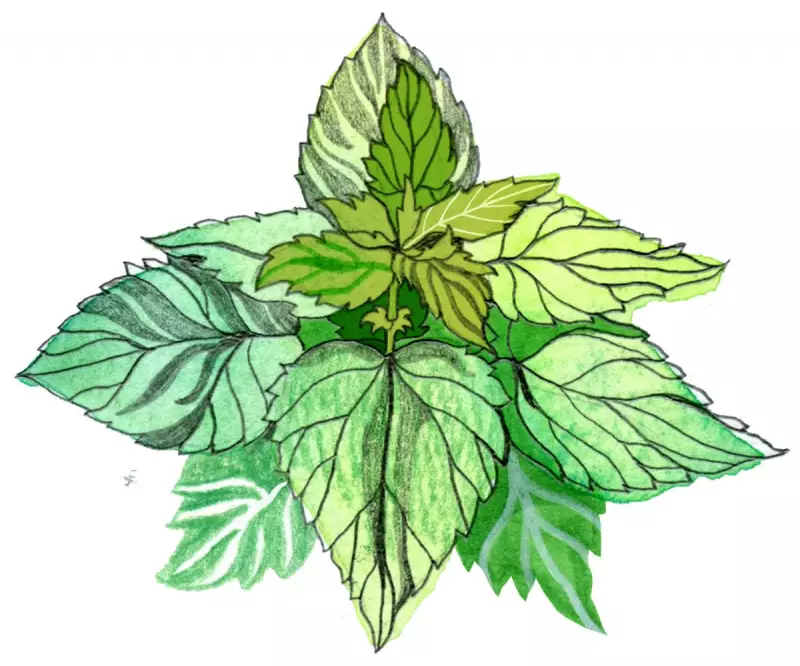 Why Do Stinging Nettles Hurt? Plus, How Big Are Shooting Stars? – The Ultimate Kids' Quiz