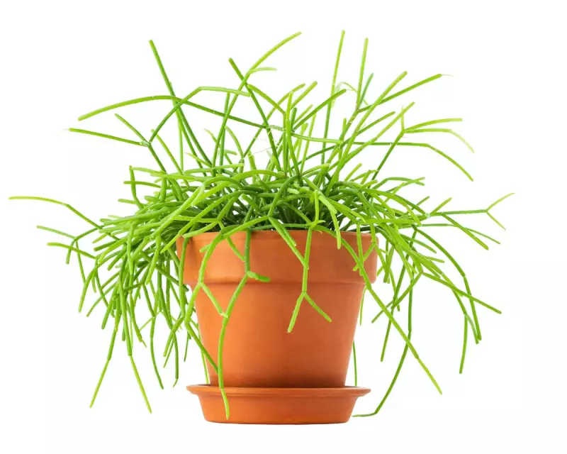 Why Is My Mistletoe Cactus Turning Brown? Expert Tips to Revive Your Plant