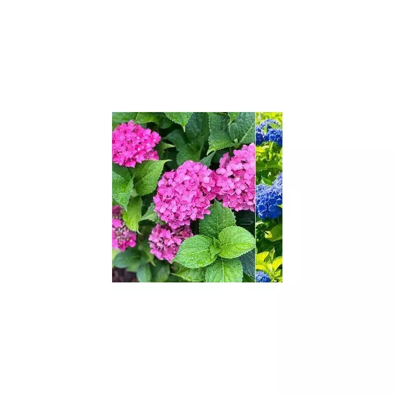 Why Your Pink Hydrangeas Are Changing Colour – And How to Fix It!