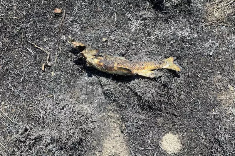 Wildfires Ravage British Columbia: Thousands of Fish Perish as Rivers Overheat