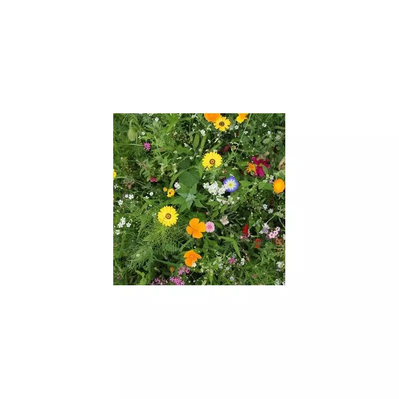 Wildflower Garden War: Reddit User Slams Neighbour's 'Messy' Meadow in Hilarious Gardening Spat