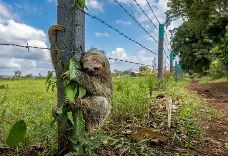 Wildlife Photographer of the Year 2025 Winners Revealed: Stunning Images Capture Nature's Fragile Beauty
