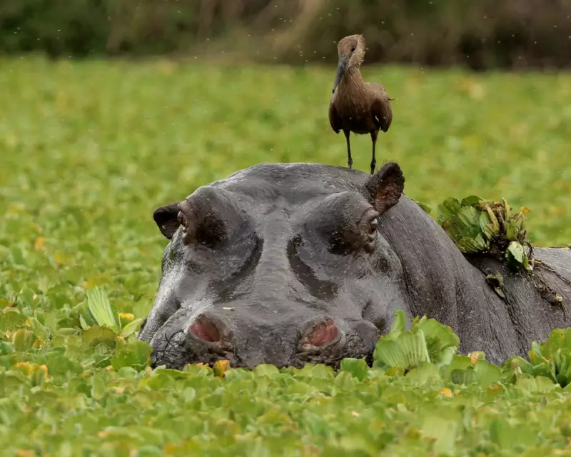 Wildlife Wonders: A Hippo’s Hitchhiker, Wallaby Jailbreak & More!