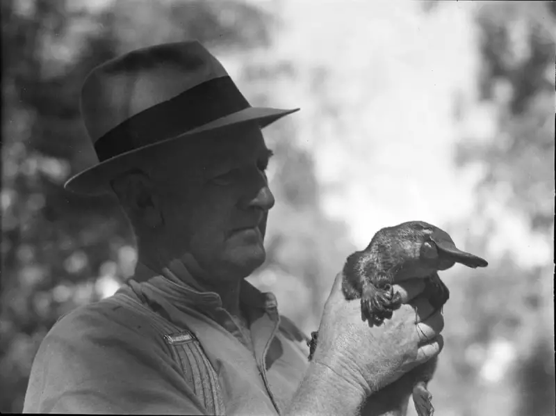 Winston Churchill’s Bizarre Wartime Request: A Personal Platypus for the PM