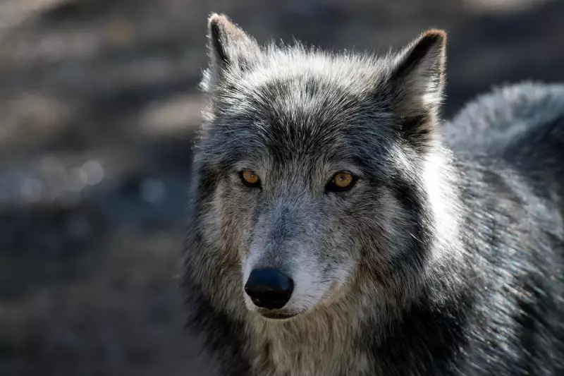 Wolf Attack on Cattle Sparks Debate Over Wildlife and Farming in the UK