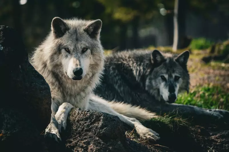 Wolf Hunting Ban Reinstated Across Western US in Landmark Legal Ruling
