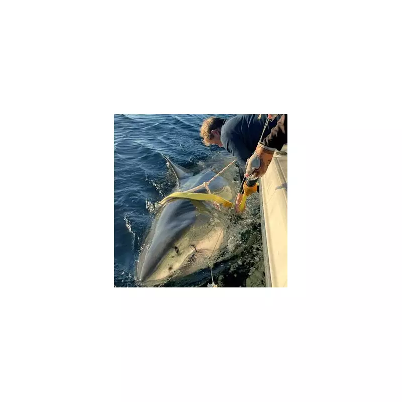 World's Largest Great White Shark Spotted Near Hawaii – Meet Deep Blue!