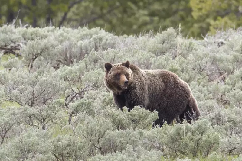 Yellowstone Grizzly Bears to Remain Protected as US Judge Blocks Trophy Hunting Plans
