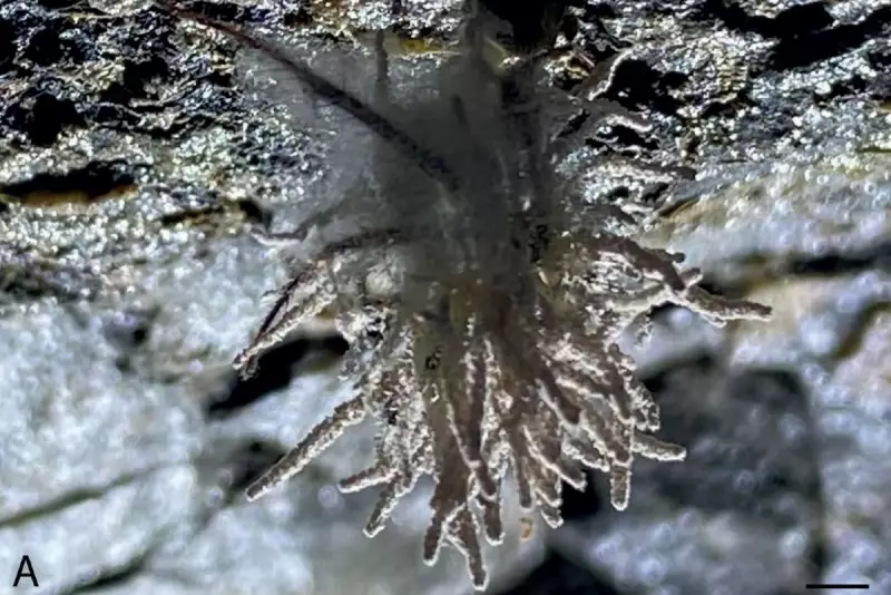 Zombie Spiders: The Gruesome Truth About Fungus That Hijacks Arachnids' Brains