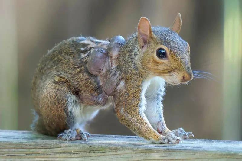 Zombie Squirrels and Frankenstein Rabbits: Maine's Bizarre Wildlife Mystery