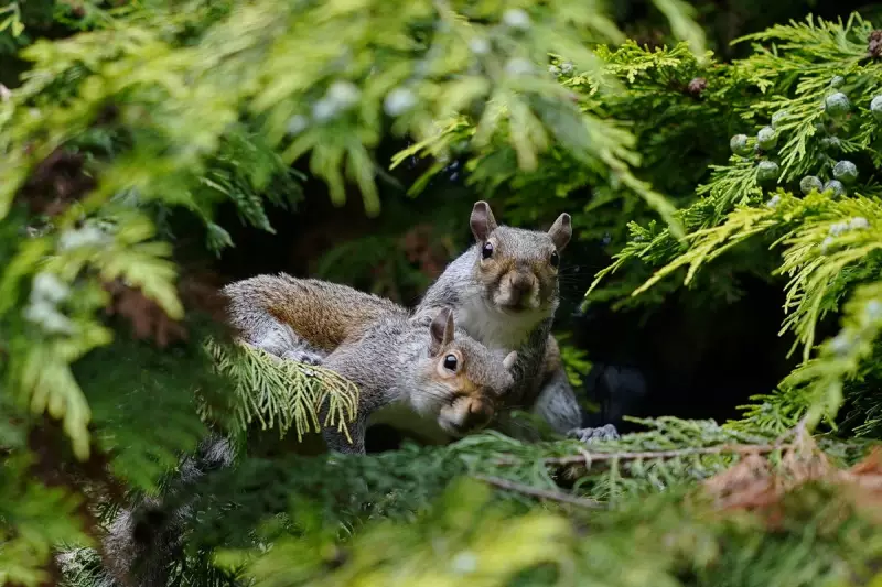 Zombie Squirrels Invade Maine and Canada: Bizarre Wildlife Phenomenon Explained