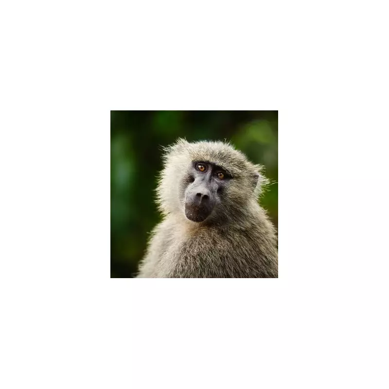 Zoo Faces Backlash After Euthanising Healthy Bear – Death Threats Pour In