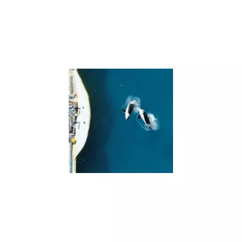 Zookeepers' Unusual Duty: Manual Stimulation for Lonely Orca Kiska Revealed in Shocking Docs