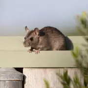 10 Effective Ways to Keep Rats Out of Your Garden Naturally