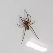 10 Genius Hacks to Keep Spiders Out of Your Home Naturally