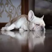 5 Dog Breeds This Vet Would Never Own – And Why You Might Want to Think Twice